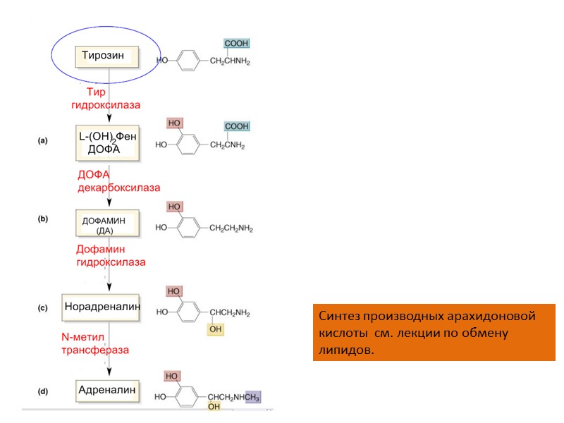 Синтез производных арахидоновой кислоты  см. лекции по обмену липидов.